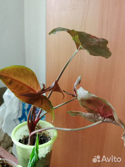 Кротон, лавровый лист, сингониум