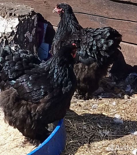 Инкубационное яйцо брама, кохинхин, цыплята