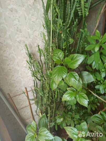 Молочай трехгранный