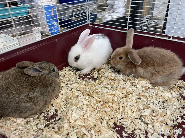 Декоративные кролики малыши