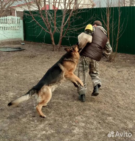 Профессиональная дрессировка собак в Курске, услуг