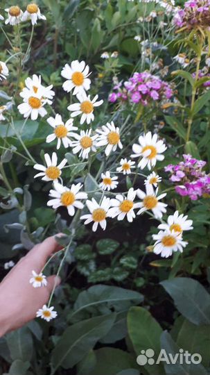 Кануфер бальзамический,сарацинская мята, ромашка