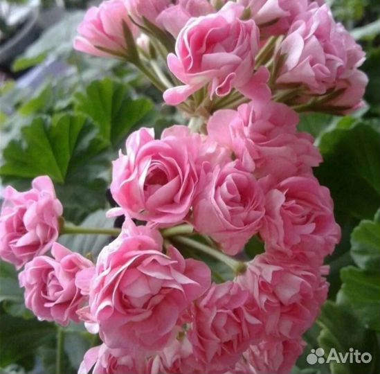 Срез сингониума