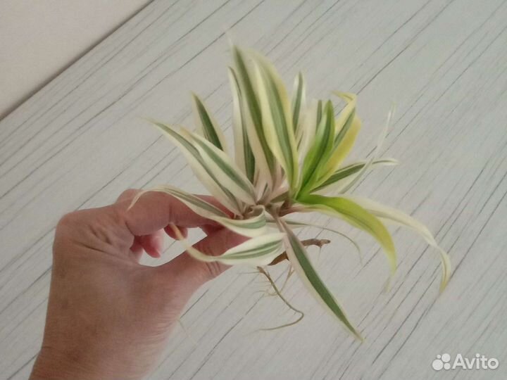 Драцена песня индии