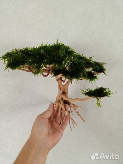 Мох для кроны Бонсай