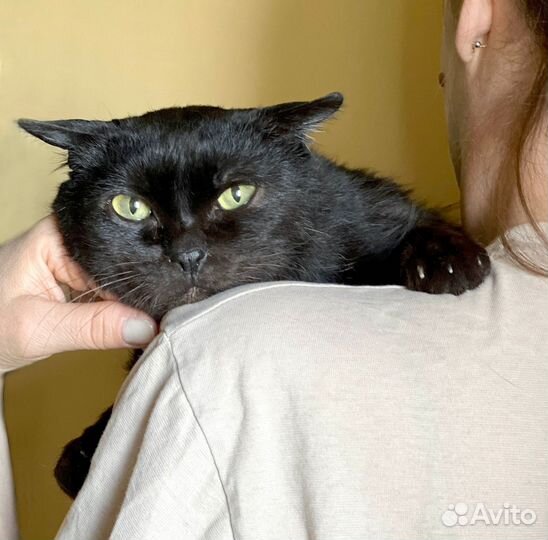 Шикарный черный зеленоглазый красавец ищет дом