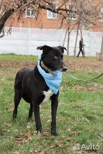 Трусишка Багира ищет дом