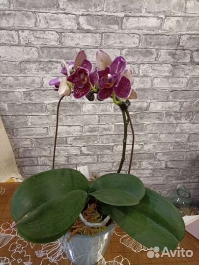 Орхидея фаленопсис пелорик