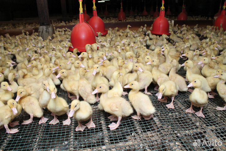 Утята оптом подрощенные