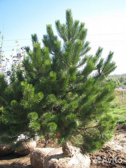Сосна Черная