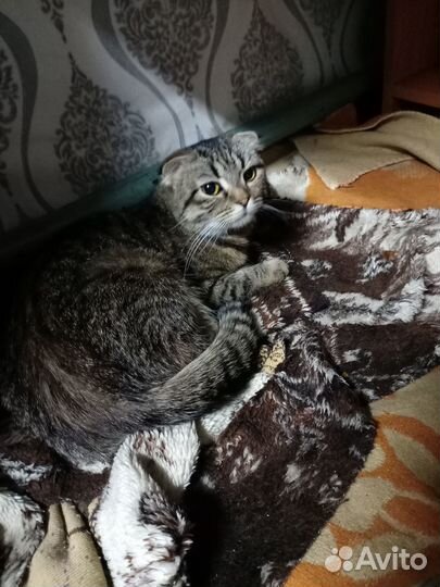Отдам в добрые руки кошку