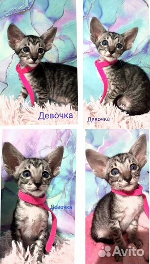 Ориентальные котята