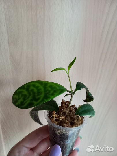 Эсхинантус мраморный. Церопегия