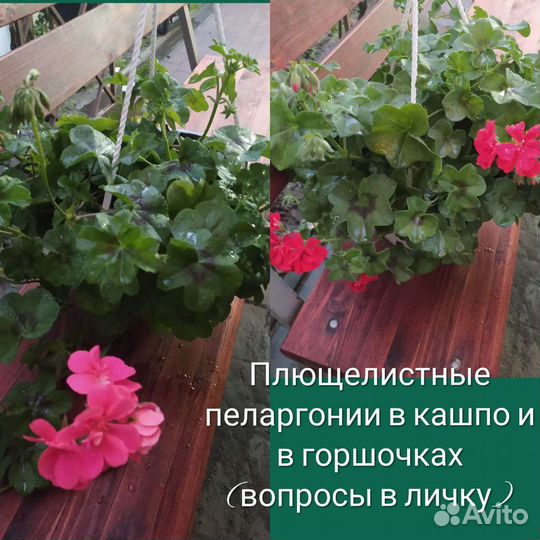 Гибискус, пеларгония (герань),хризантема в ассорт