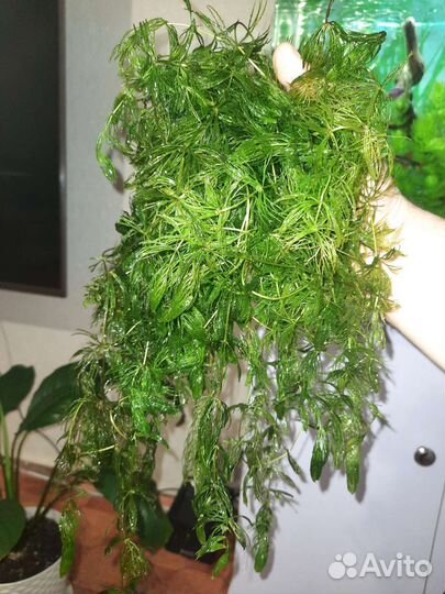 Рогалисник