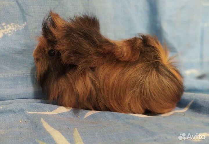 Морские свинки