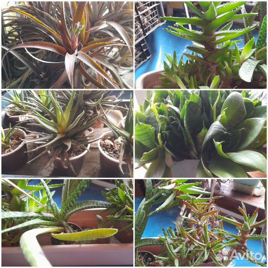 Комнатные домашние растения