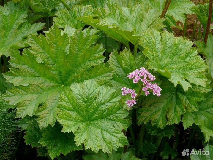 Продам многолетник для сада - Дармера щитовидная