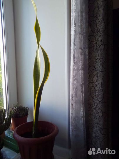 Сансивиерия (щучий хвост )