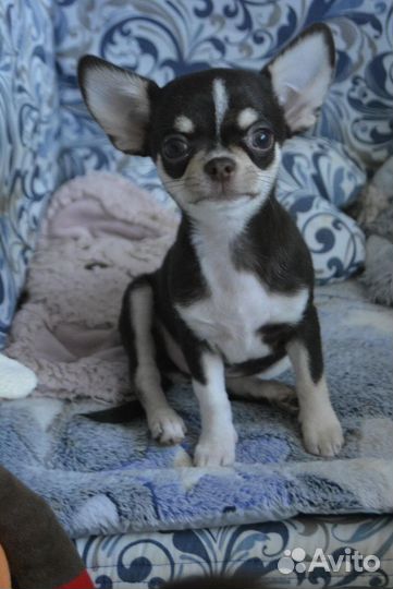 Очень красивые чихуахуа
