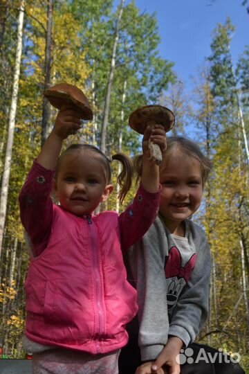 Грибы опята свежие, подосиновики