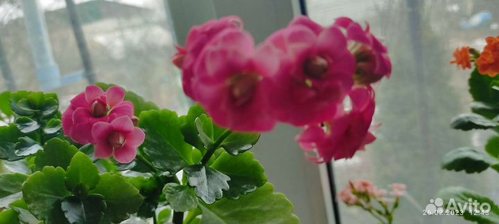 Каланхое розовый