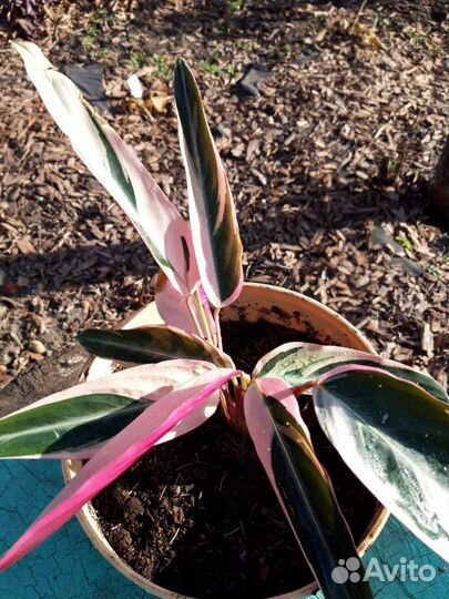 Домашние цветы