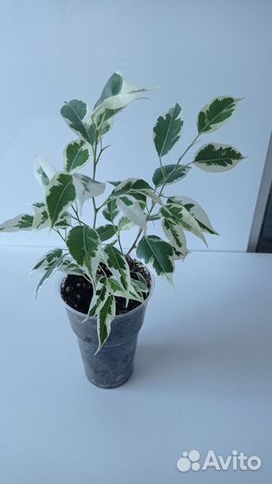 Фикус бенджамина