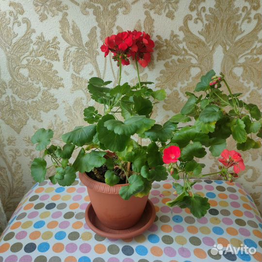 Пеларгония герань