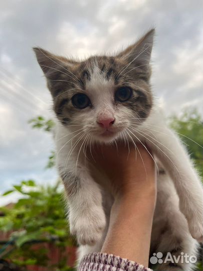 Котенок Мусик