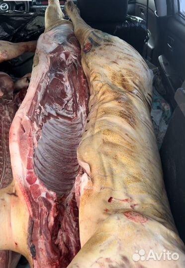 Мясо свинина