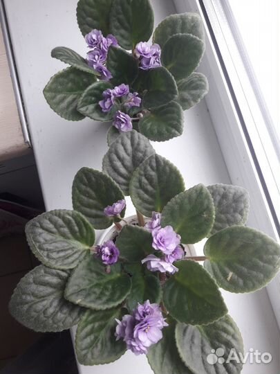 Продам Фиалки