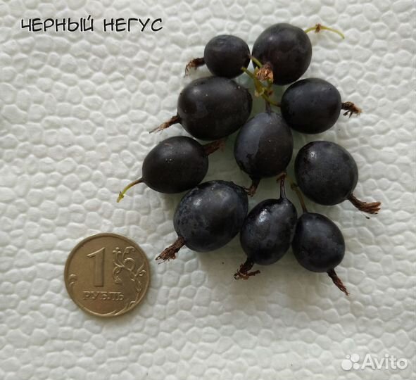 Саженцы крыжовника (11 сортов)