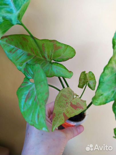 Филодендрон Джангл февер вар, сингониумы