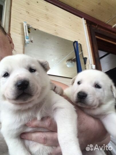 Щенки лабрадора