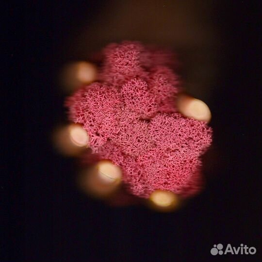 Стабилизированный Мох, Оранжевый