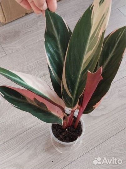 Аглаонема, калатея, батерфляй и др