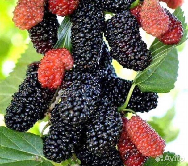 Саженцы шелковицы