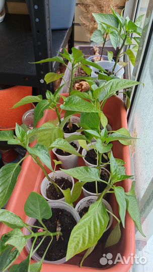 Саженцы сладкого перца