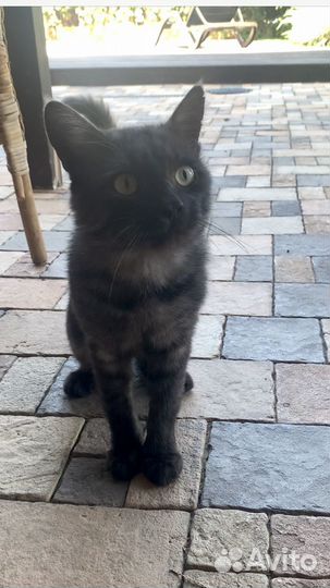 Кот в добрые руки