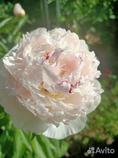 Цветы садовые Разные виды