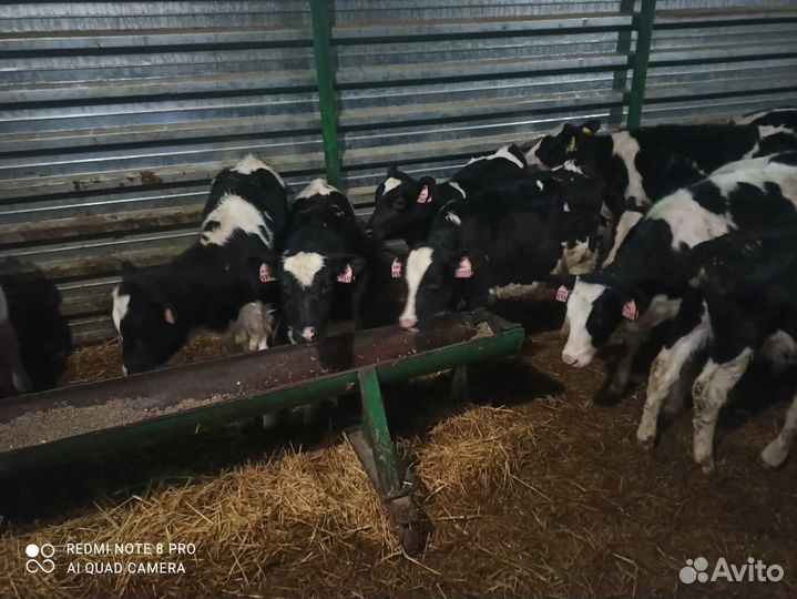 Телята мясной породы бычки