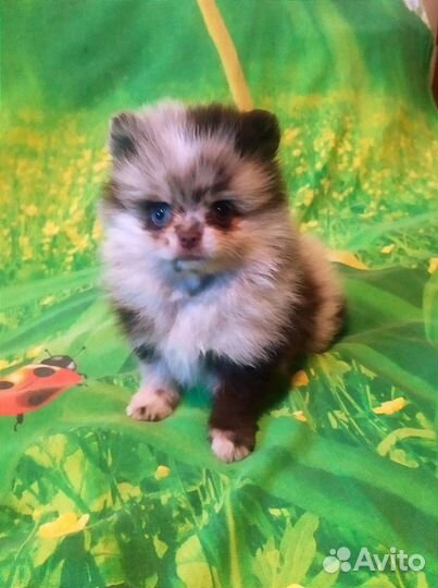 Щенки шпица