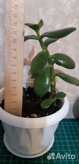 Толстянка денежное дерево