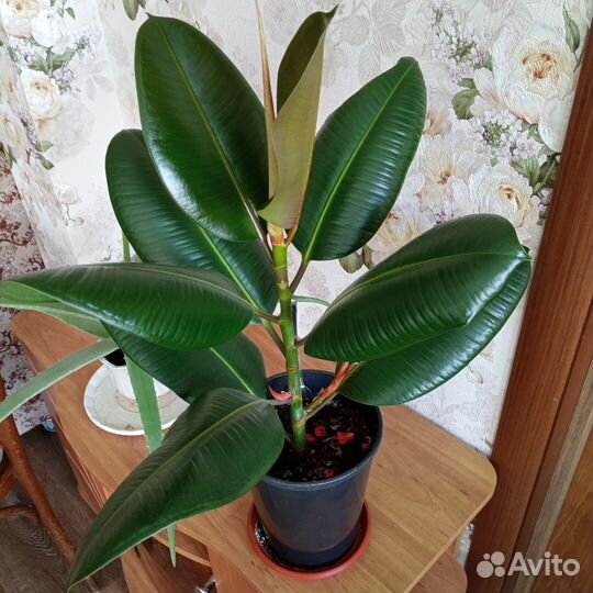 Фикус каучуконосный