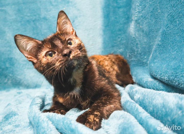 Кошечка Зося - вечный моторчик