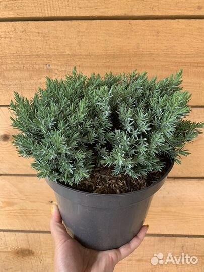 Можжевельник чешуйчатый Блю Стар