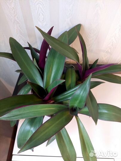 Традесканция рэо