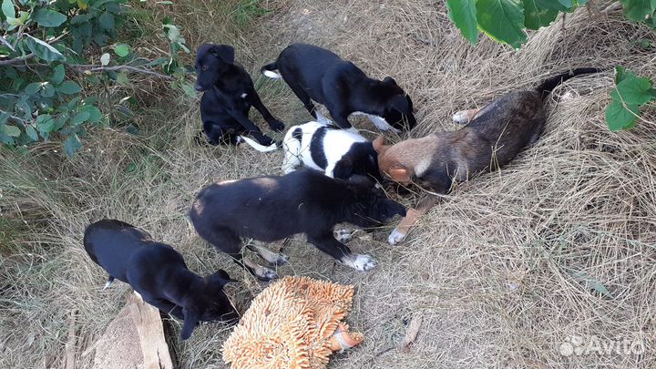 Щенок ищет дом