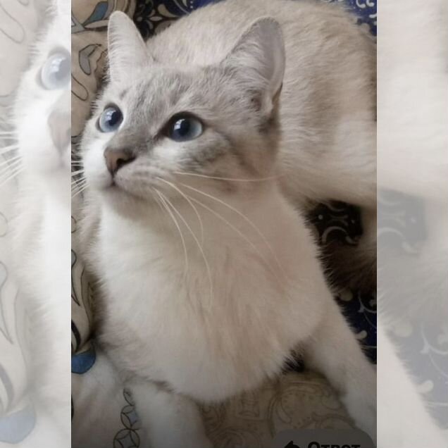 Тайская, взрослая кошка